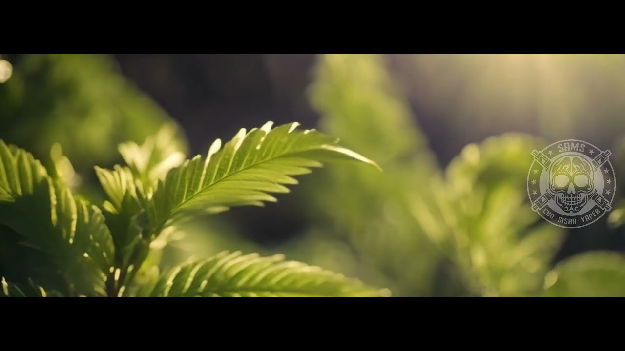 Sams Store - CBD - Vapeo - HHC - video promo web