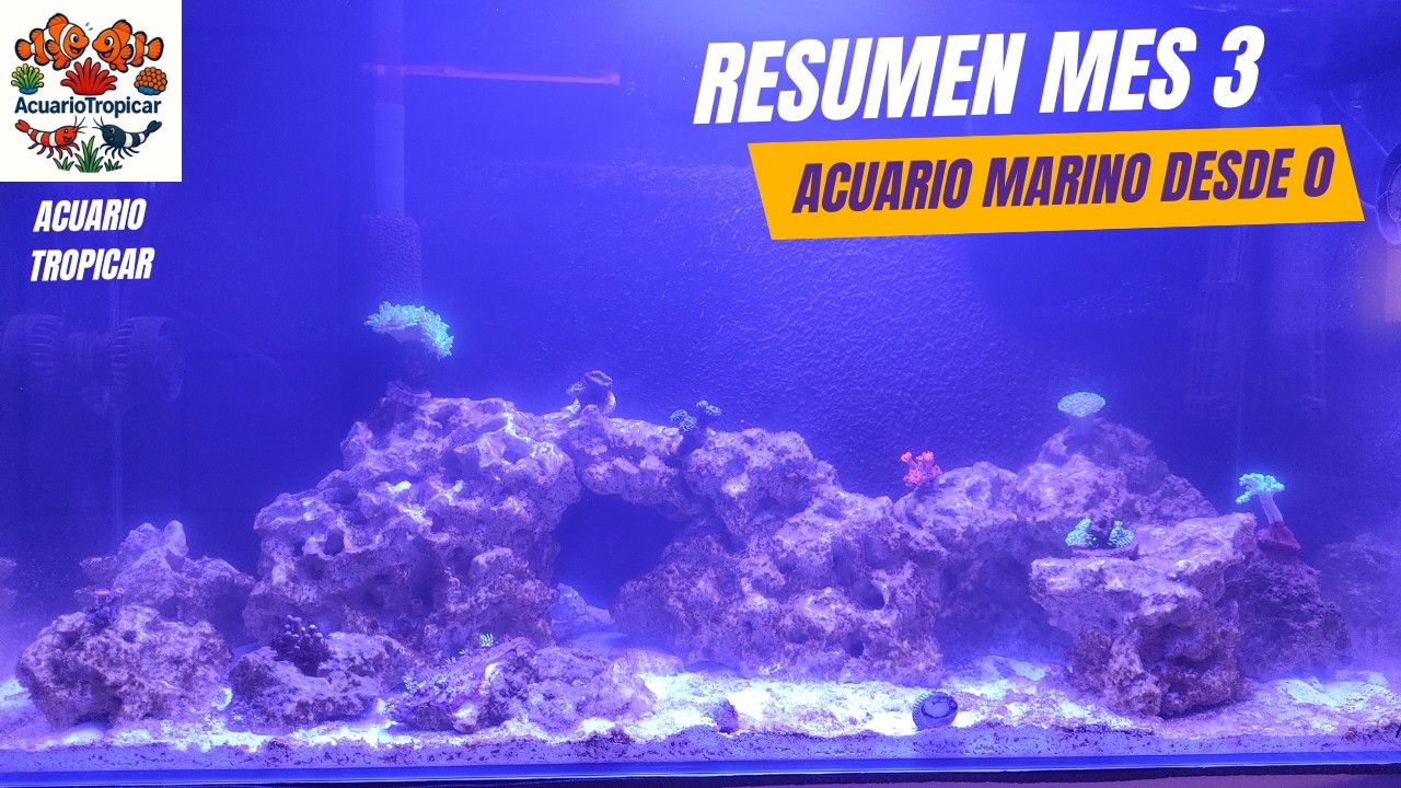 RESUMEN MES 3 ACUARIO MARINO| ACUARIO MARINO 100 LITROS| ACUARIO MARINO DESDE 0
