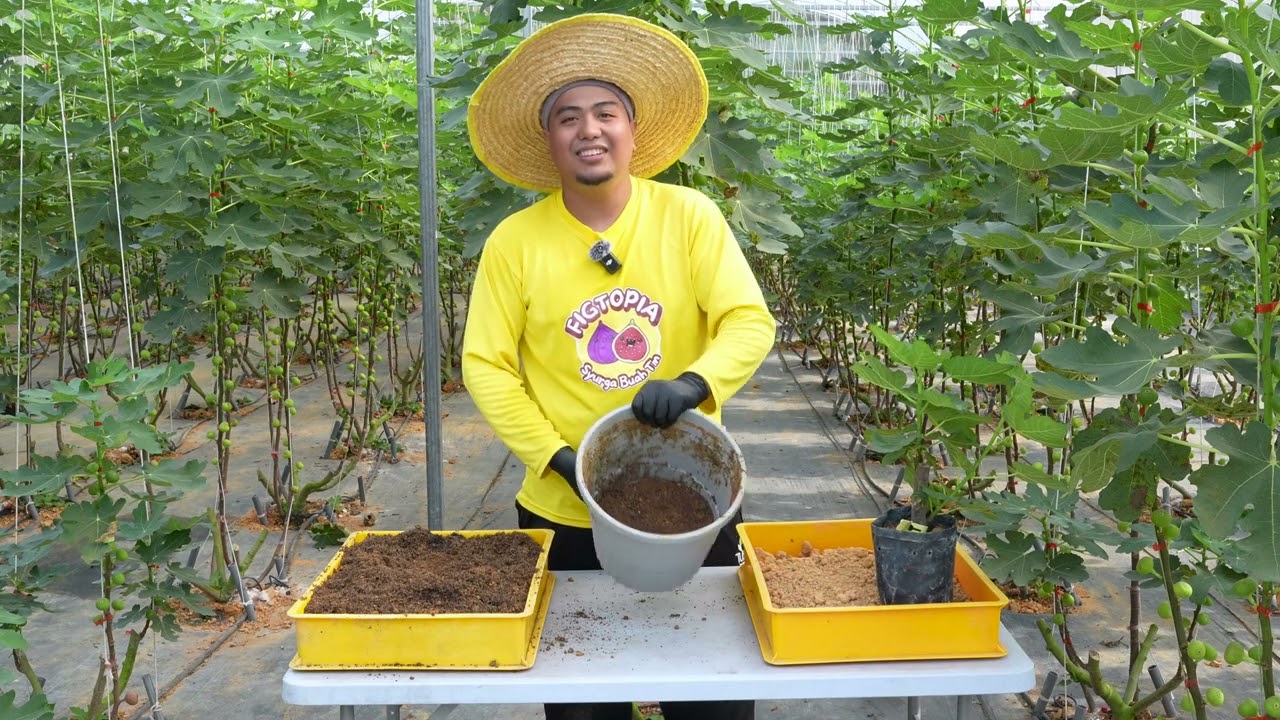 Cara Tanam Pokok Tin Dalam Pasu