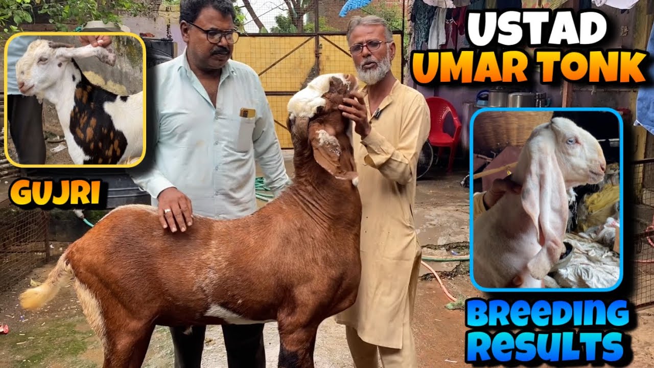 USTAD UMAR TONK ne Bataye Nayaab BREEDER and Uske AMAZING Results At KESARI Goat Farm