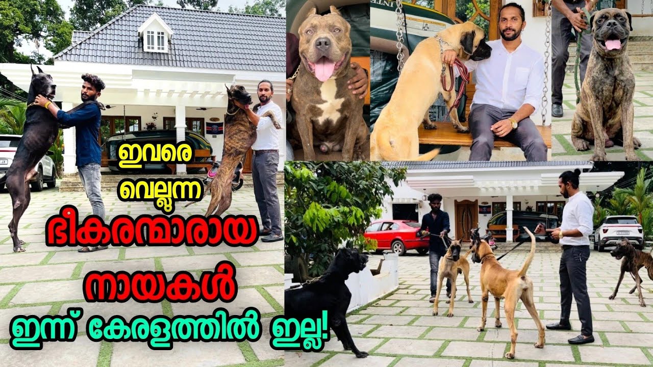 ഇവിടെ ലക്ഷങ്ങൾ വിലവരുന്ന ഭീകരന്മാരായ നായകൾ വാഴുന്നിടം! Zara Heaven Angels Villah | Great Dane