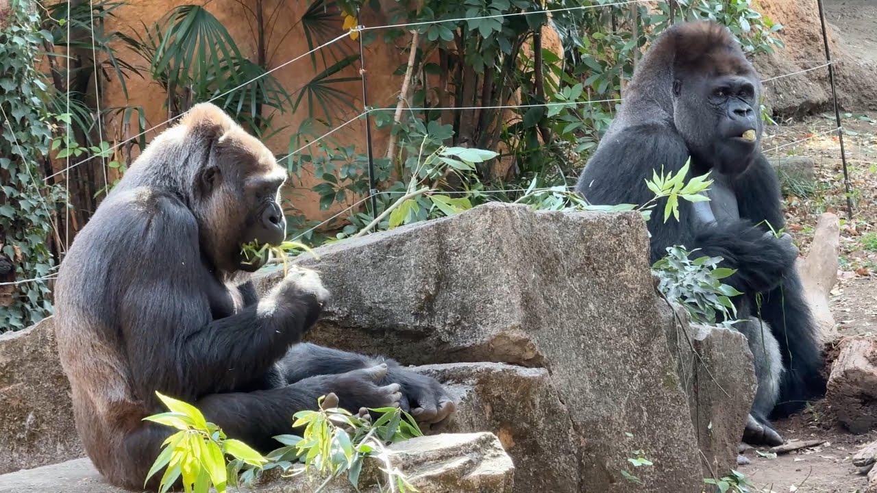 gorilla モモコが気になるハオコ【2025年‎12月6日】【上野動物園】ゴリラ💗