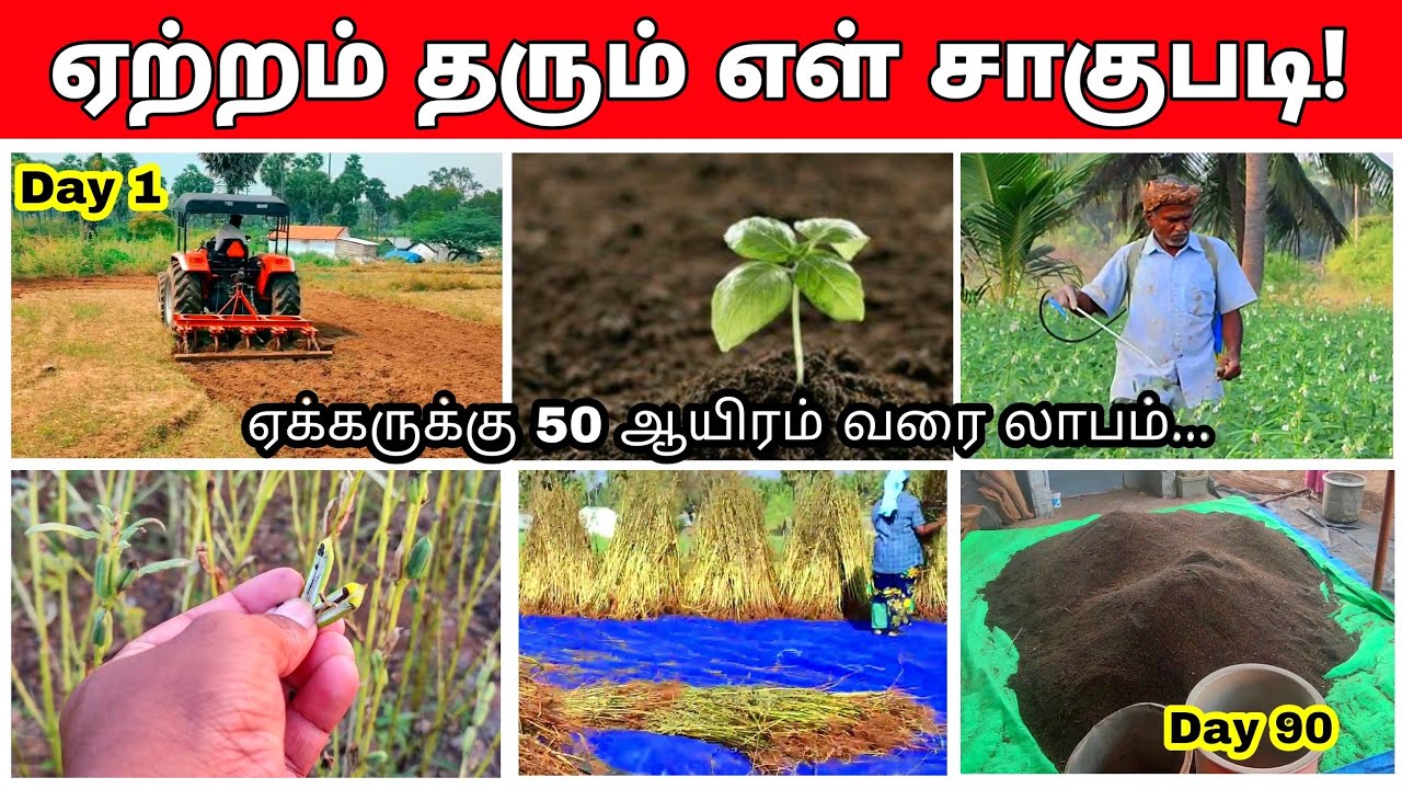 எள்ளு விதைப்பு முதல் அறுவடை வரை ! |செலவு மற்றும் லாபம்? | sesame step by step process,ellu vivasayam