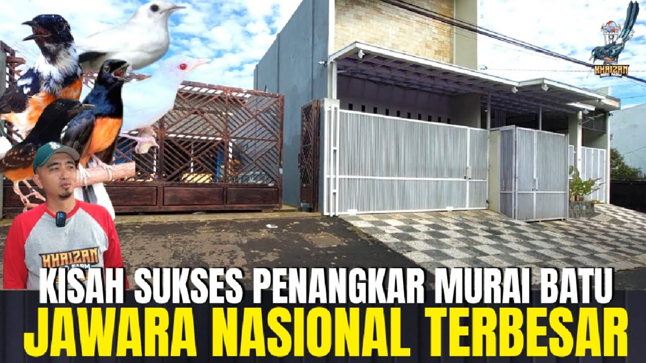 GREBEK ! PETERNAK MURAI BATU JUARA NASIONAL DAN MURAI WARNA TERBESAR DI SUKABUMI KHAIZAN BIRDFARM