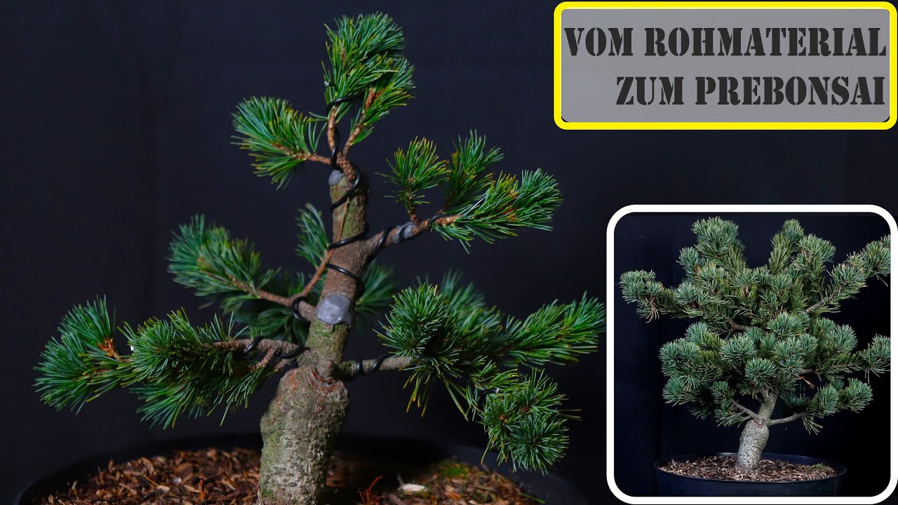 in 15 Minuten zum Bonsai