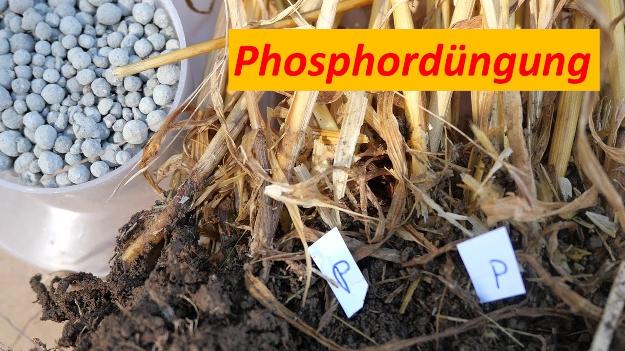 Phosphor Düngung