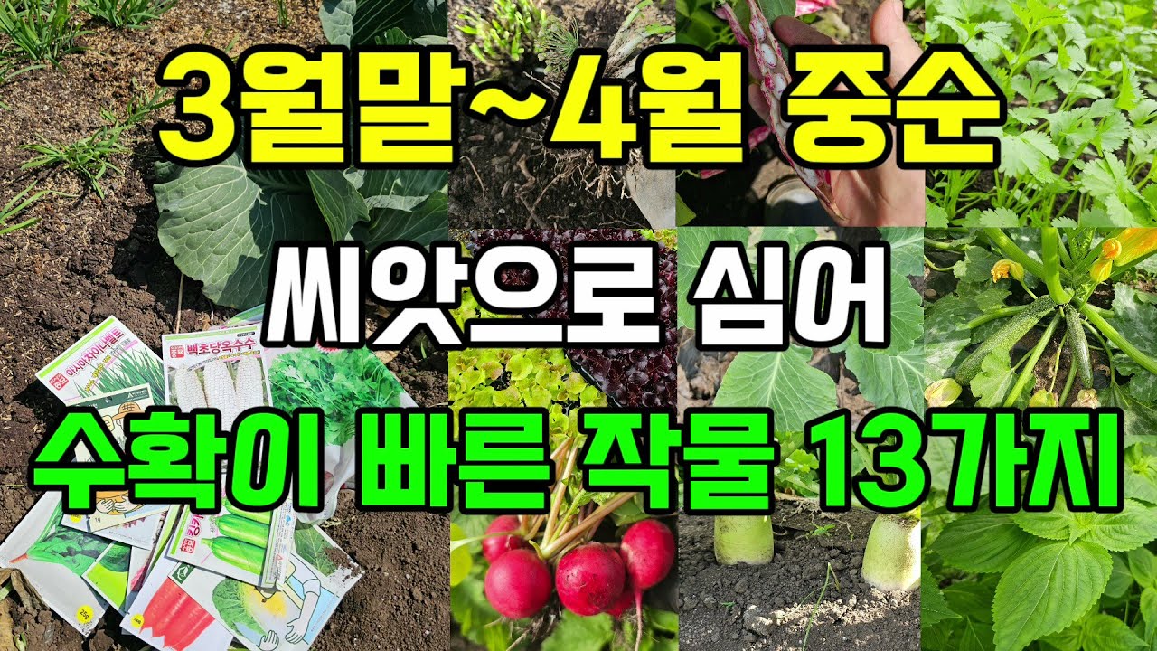 3월말~4월중순 씨앗으로 심어도 수확이 빠른 작물 13가지 #봄에심는작물 #4월에심는작물