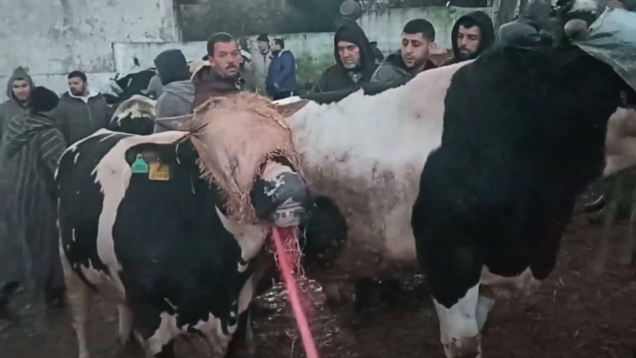 العجول و الابقار بسوق الاربعاء تطوان 🐃🐄🐐🦬||11/02/2026||0667128425🔥❤️🇲🇦