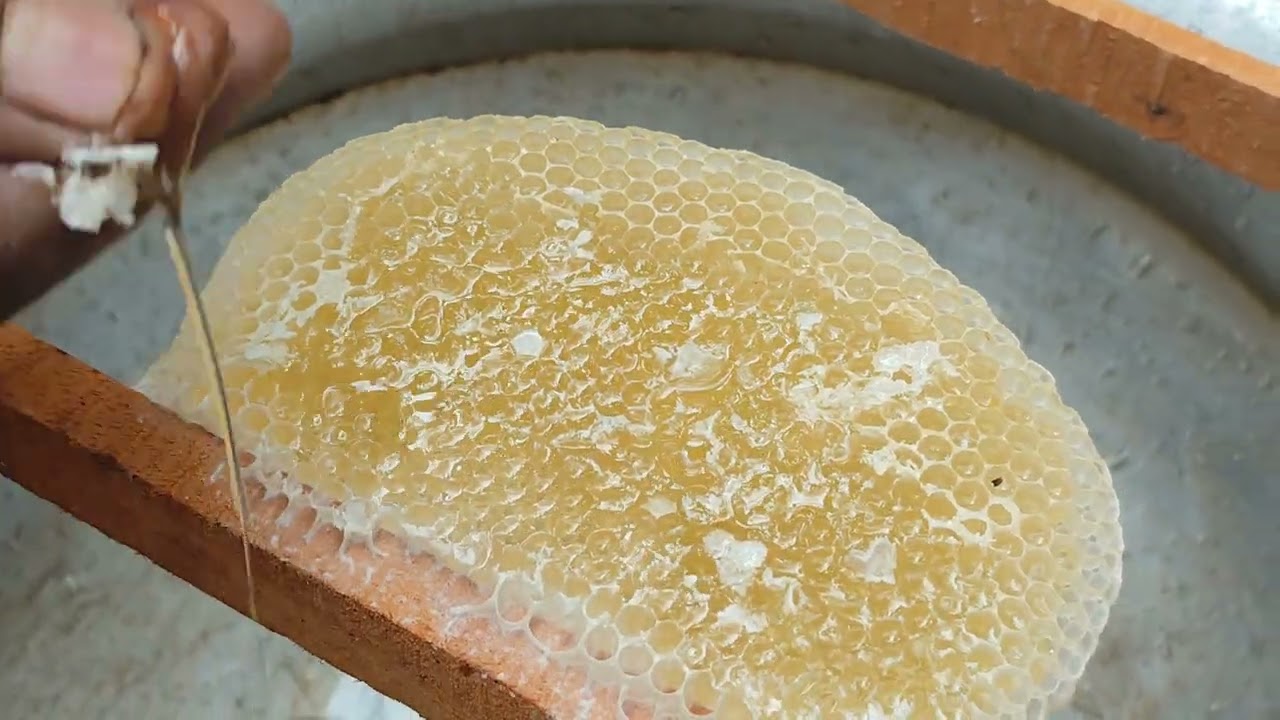 Harvesting Honey from a Beehive 🍯 | Fresh Natural Honey Collection