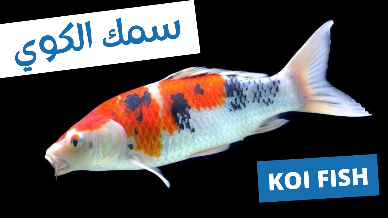 😱  KOI FISH  -  لا تشتري سمك الكوي الا بعد مشاهده هاذا الفديوا