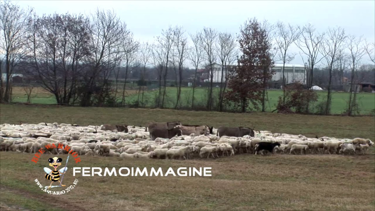 Transumanza, il gregge a Barengo