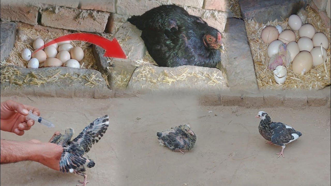 Hen Hatched a Pigeon Egg | Pigeon Chick Born in 18 Days | Real Experiment