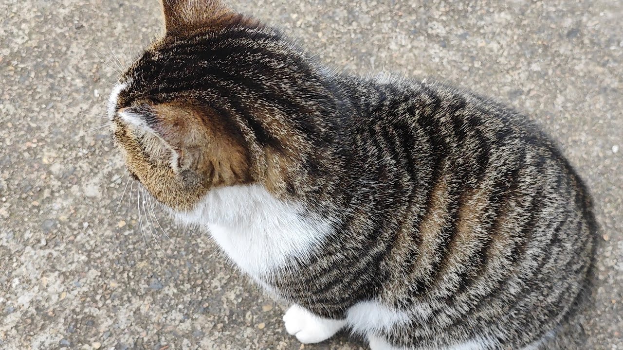 Play with a curious Chinese cat in the countryside.