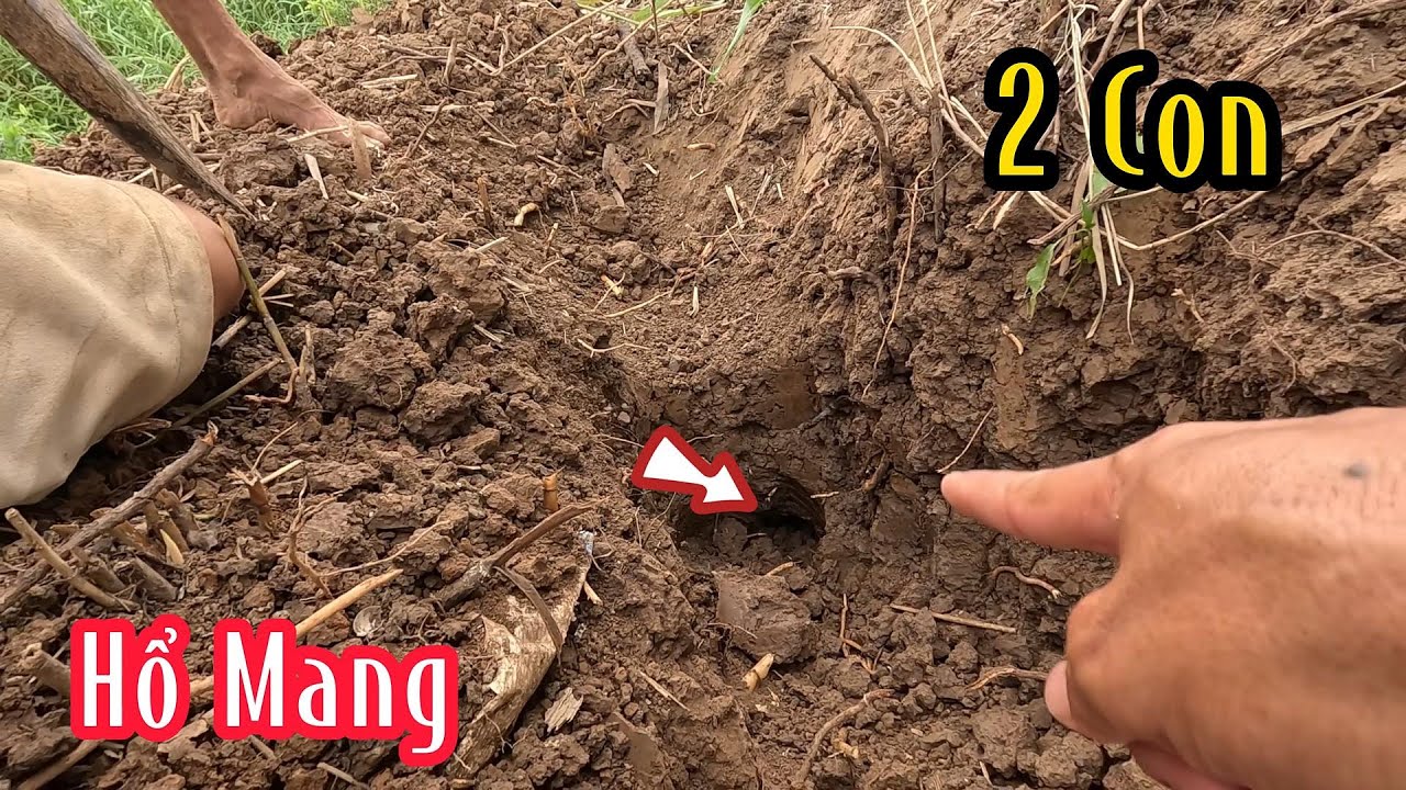 Cặp Hổ Mang Nó Nằm Cái Hang Dài 5M Độ Sâu Gần 1M | Mười Thương SB