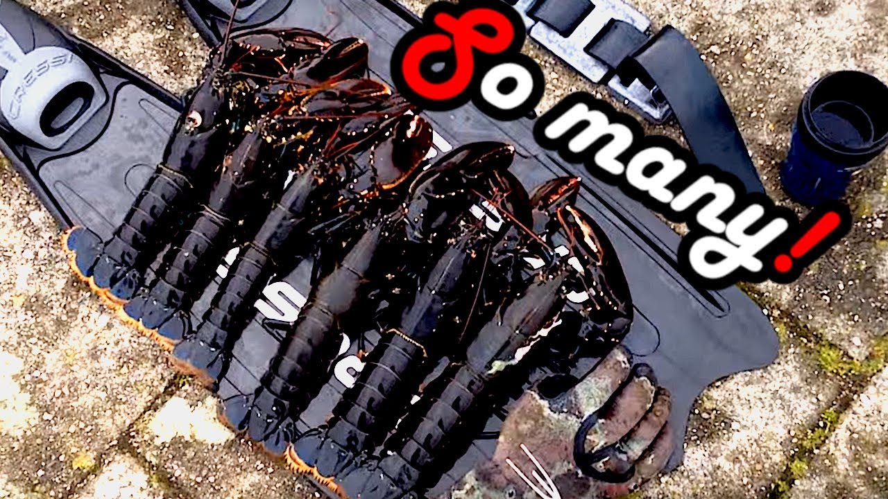 Hunting - How to catch Lobster bare handed - 5 kg Homarus gammarus