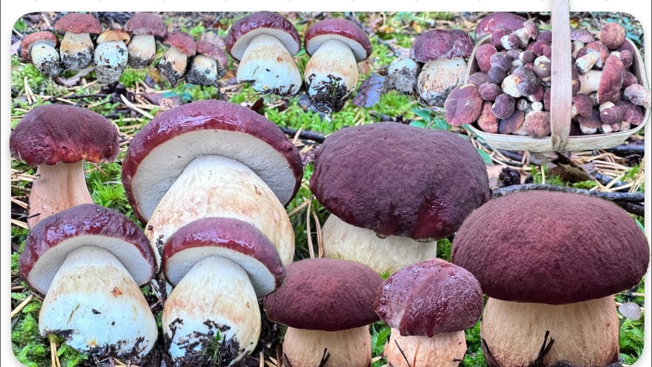 🍄20.9.2025 🍄🥰เห็ดผึ้งหวานดอกสีม่วงป่านี้ออกเยอะ และสวยๆทั้งนั้น #เห็ดผึ้งหวานฟินแลนด์ #mushroom 