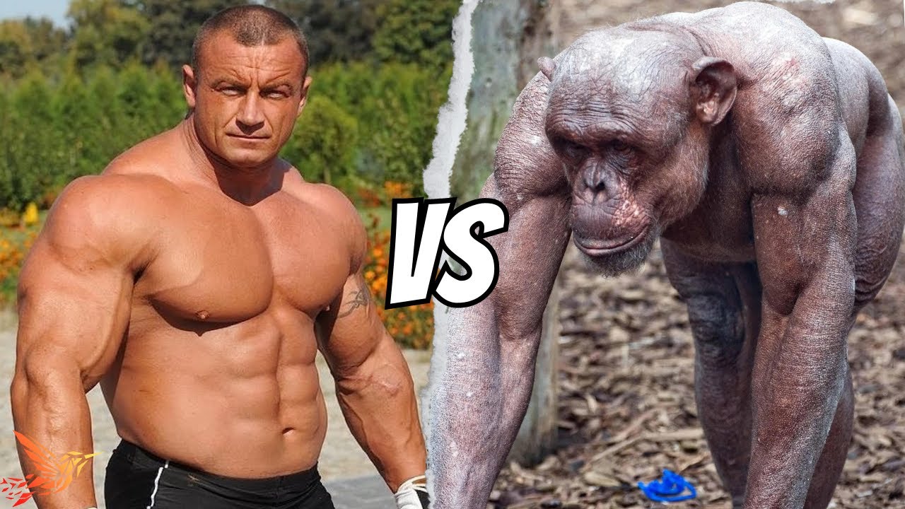 Chimpanzee vs Human Strength | Comparing Bench Press, Squat, & Deadlift