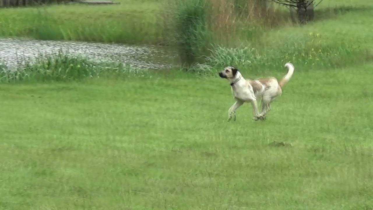 Sam, chienne Cao de Gado Transmontano 1,5 ans, mise en situation avec un chien perturbateur