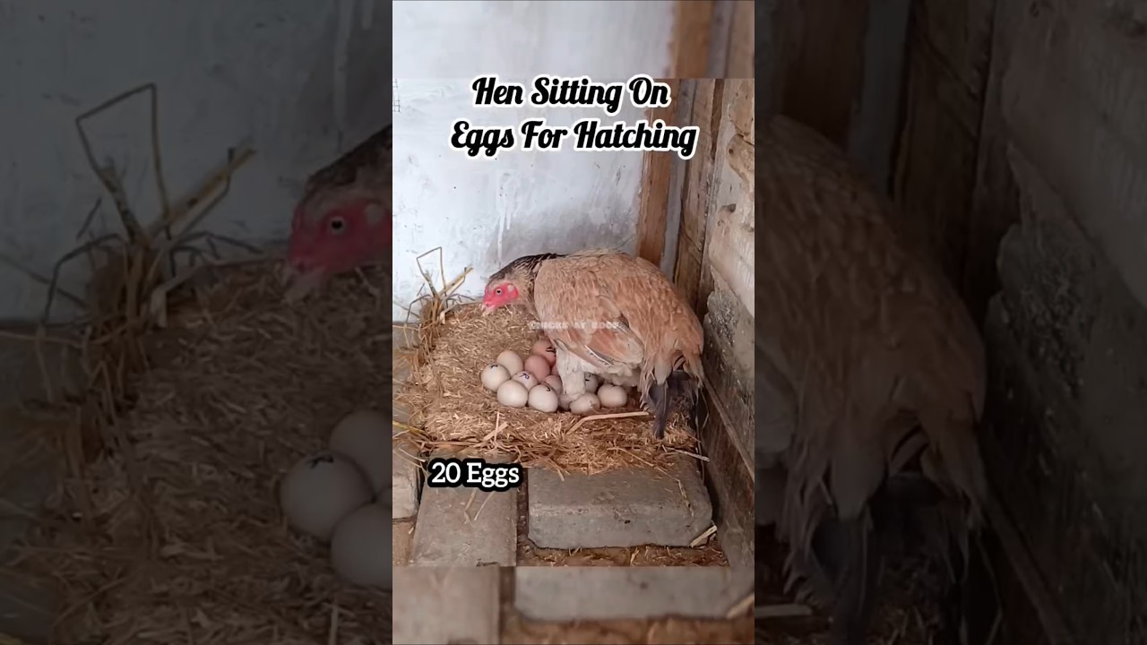 Hen Hatch 20 Eggs #aseel #chicken #hatchingeggs