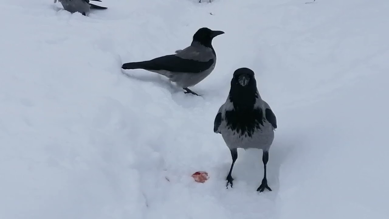 Серьёзная ворона не хочет делиться яйцом / Serious male crow won't share an egg 