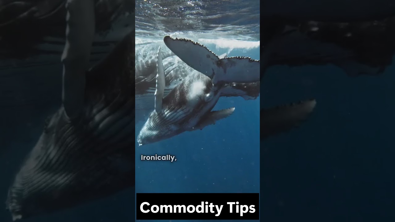 How Crude Oil Saved the Whales  #commodities #oil  #ocean  #whale  #marinelife #history #innovation