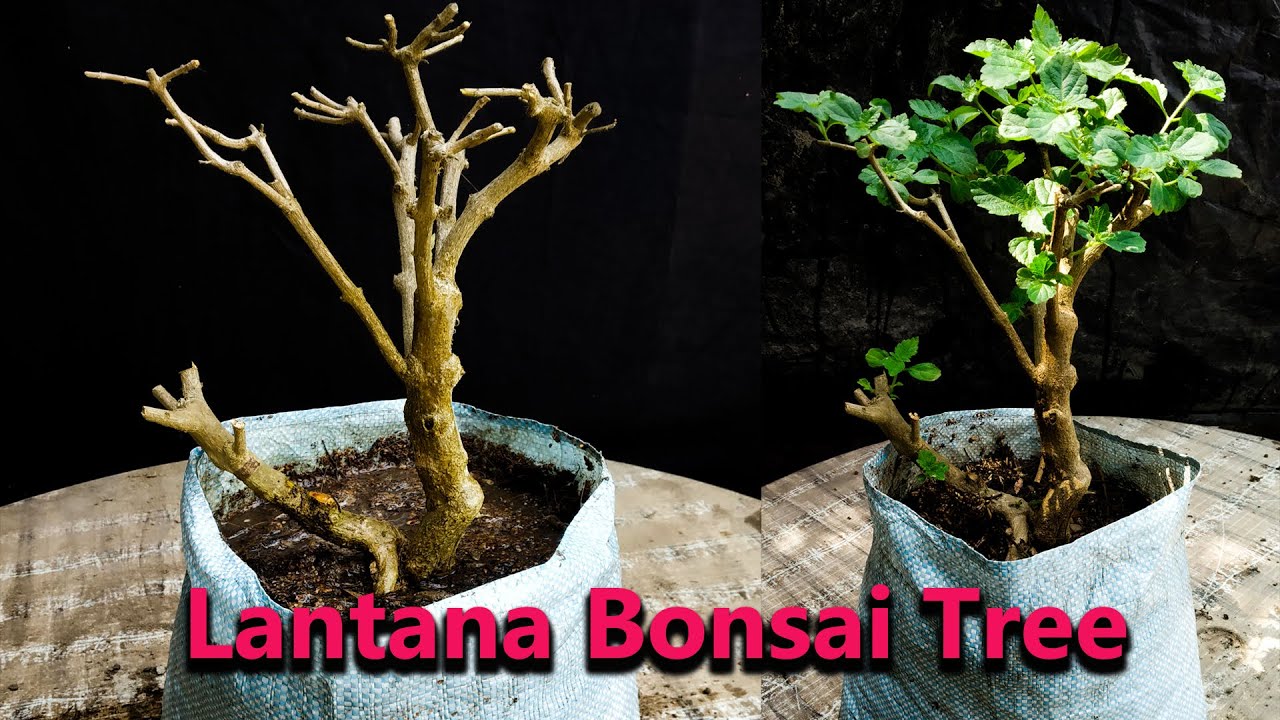Lantana Bonsai Plant Care//Samaresh Bonsai//2023//