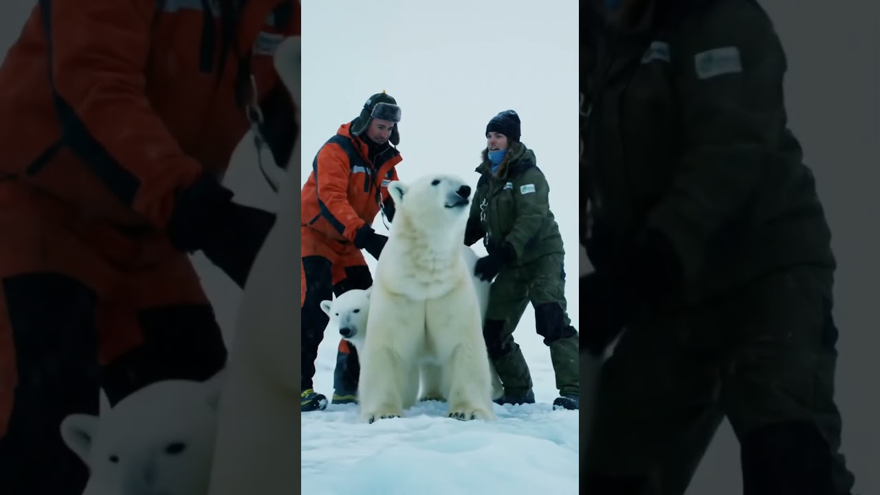Heartwarming rescue of Polarbear mom by volunteers in harsh Arctic #polarbear #animal#shorts #story