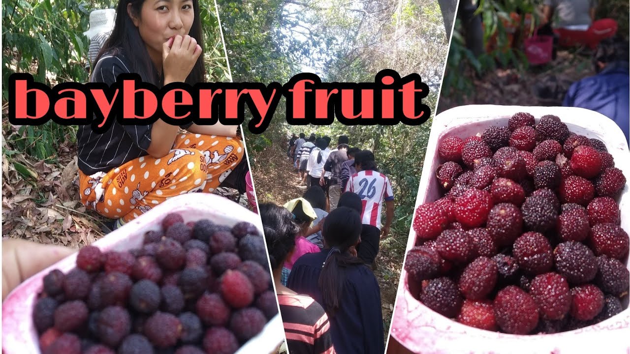 Hunting Bayberry fruits in the jungle