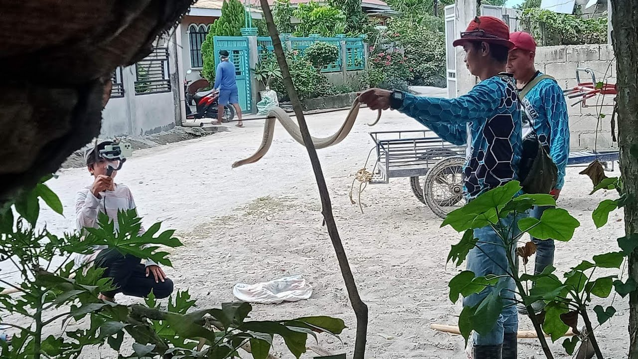 Snakes hunting | The snake hunters #vensoncobra #thesdelaramas
