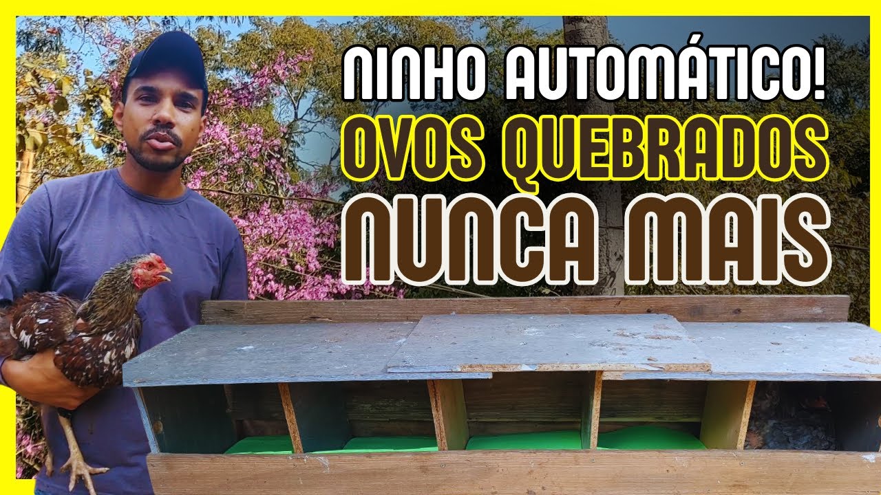 NINHO AUTOMÁTICO - GALINHAS COMENDO OVOS NUNCA MAIS