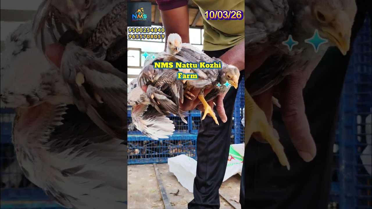 பெருவிடை நாட்டு கோழி விற்பனைக்கு 35 நாள் ஆன கோழி.. NMS Poultry farm தர்மபுரி 9500254840