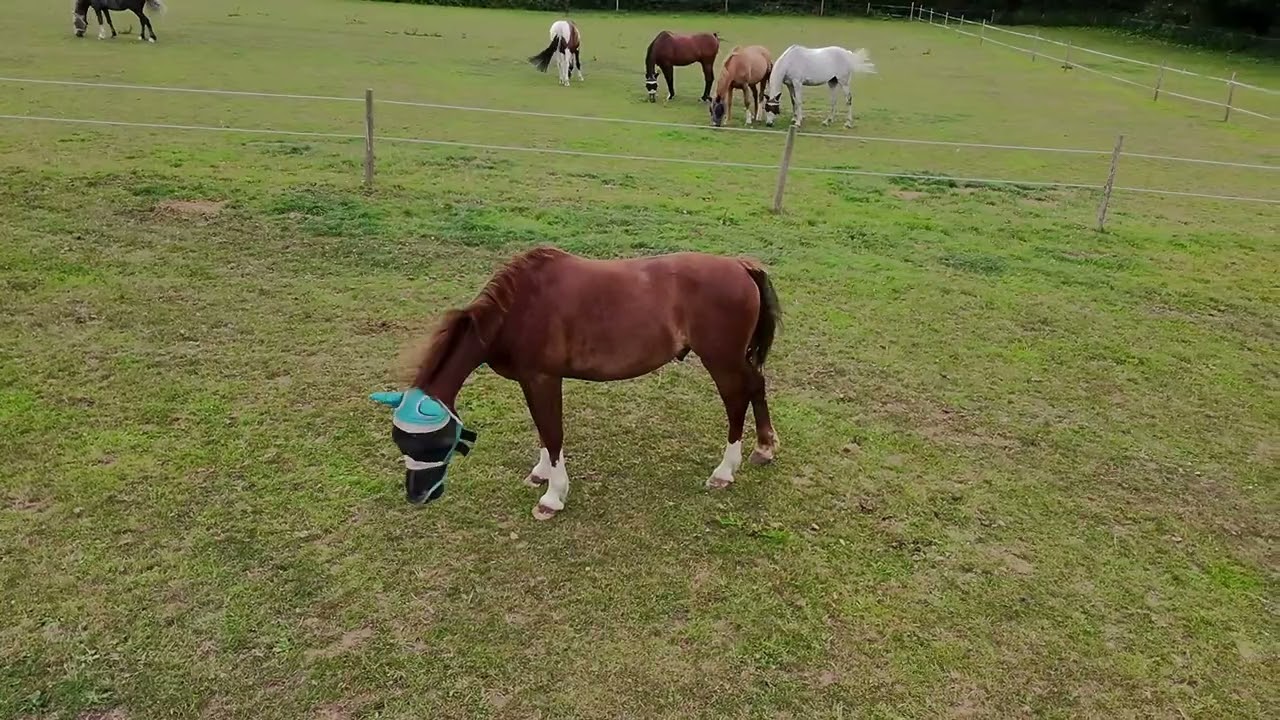 Walking Down to Check the Horses in the Fields 🐎 | Drone Footage
