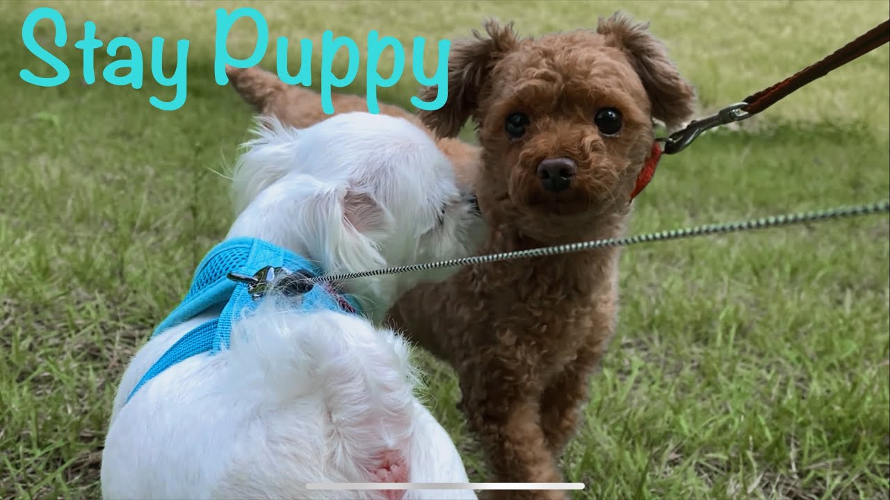 stay puppy