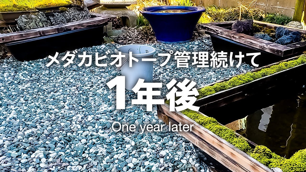めだかビオトープの1年後。植えた植物や苔などその後どうなった？