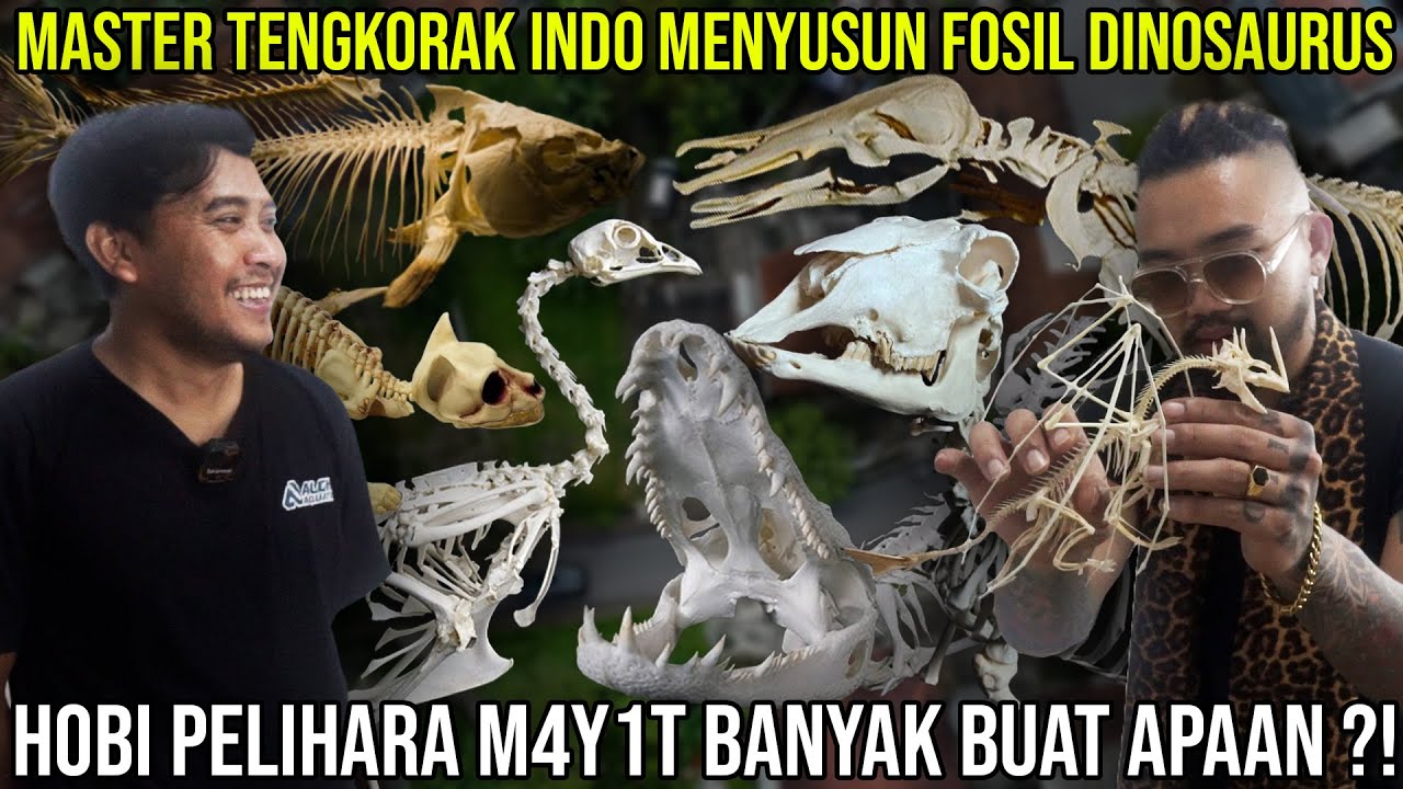 MASTER TENGKORAK INDO MENYUSUN FOSIL DINOSAURUS HOBI PELIHARA M4Y1T BANYAK BUAT APAAN ALGHIARTQUATIC