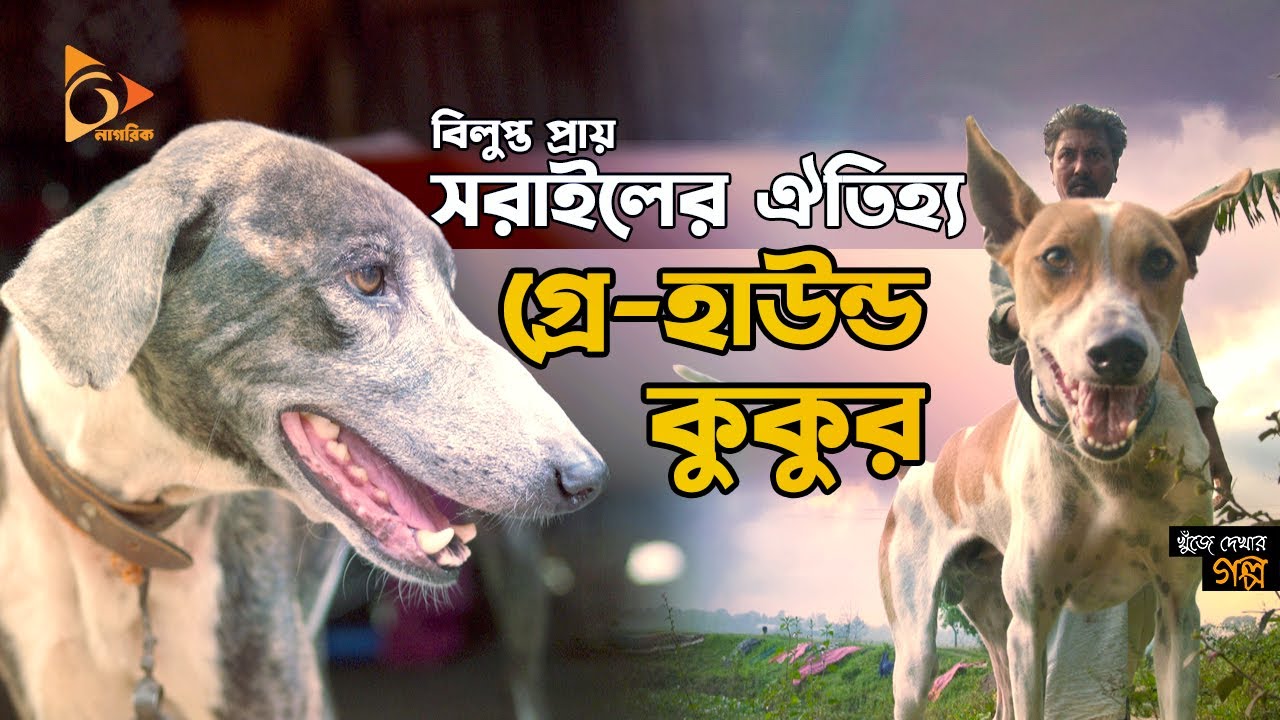 বিলুপ্ত প্রায় সরাইলের গ্রে হাউন্ড কুকুর | Greyhound | Sarail Hound Dog | Brahmanbaria | Nagorik TV