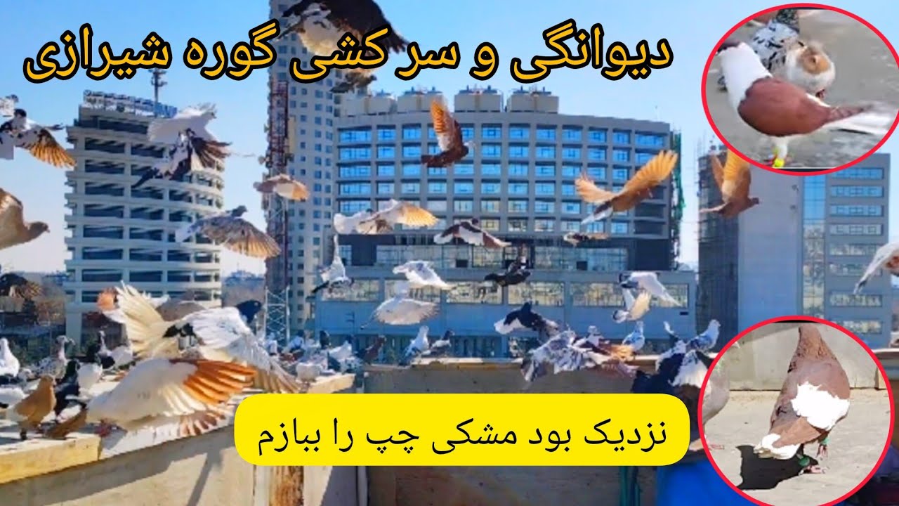 سر کشی دو کفتر  ،  نزدیک بود مشکی چپ را ببازم  ،  ❤شوق شاهی❤