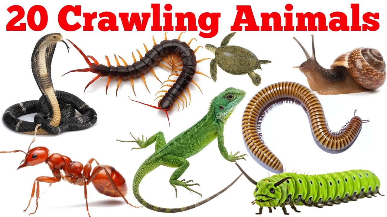 20 Crawling Animals Name for Kids | रेंगने वाले जीवों के नाम | Kids Learning