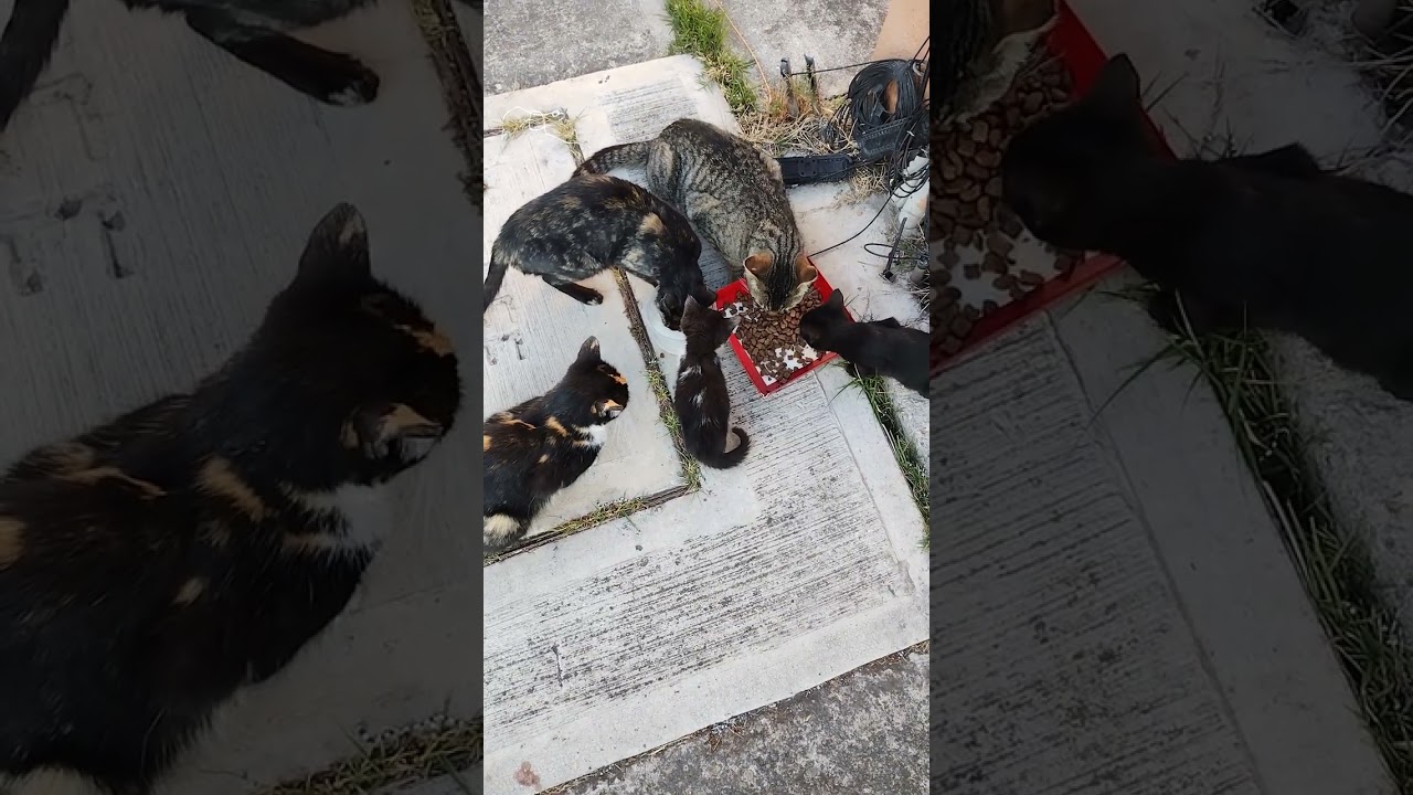 NO AL MALTRATO ANIMAL esterilizen a sus mascotas, adopción ayuda a la vida 😓😿