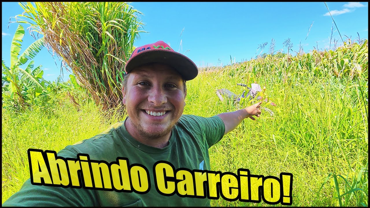 CHEGOU A HORA DE ABRIR CARREIRO NO MILHO PARA PASSAR O TRATOR!