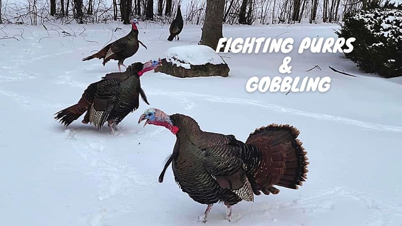 Gobbler Fighting Purrs & Whines (Wild Turkeys on the Attack)