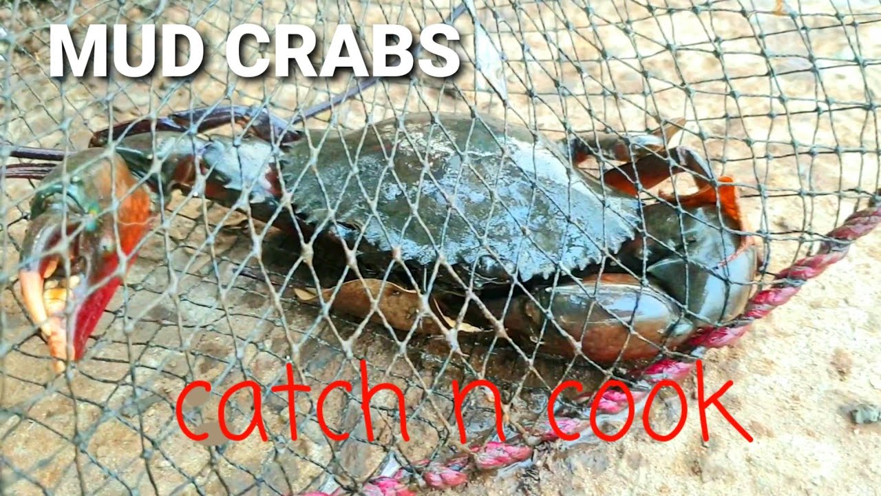 Mud Crabs / Catch n Cook / Goan Crab Masala Curry (Xec Xec)