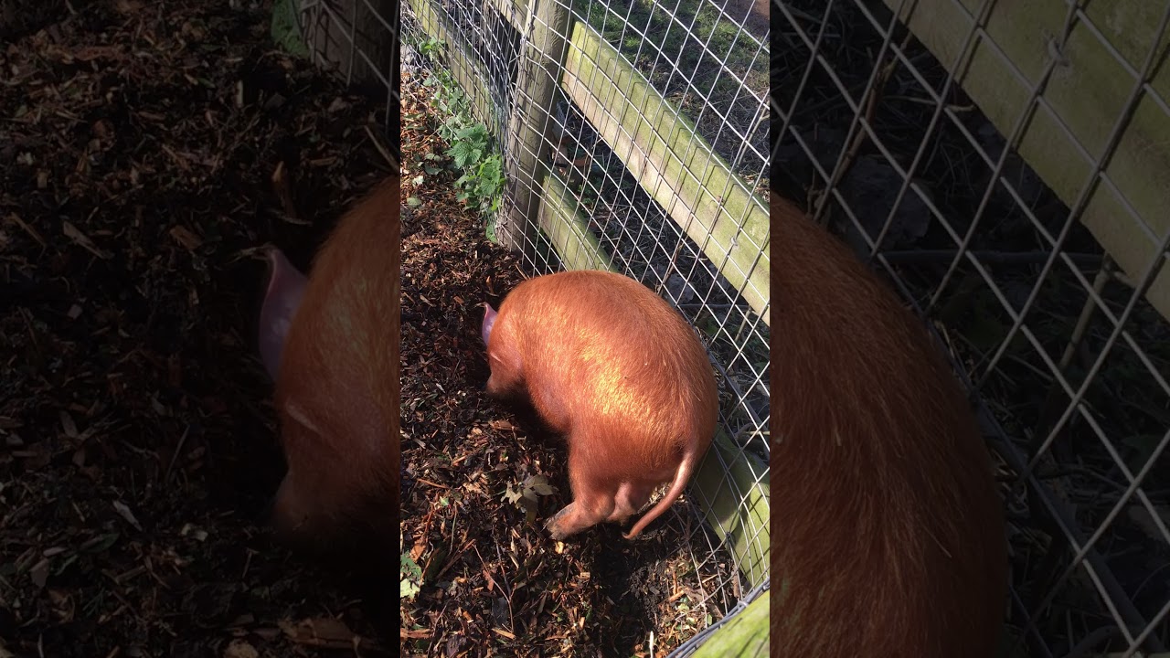 Tamworth Piglets at Mudchute Park & Farm