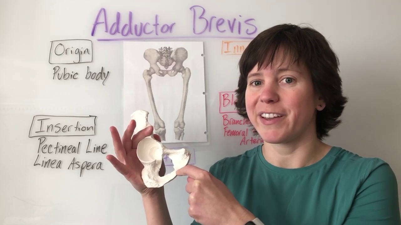 Adductor Brevis Muscle Anatomy