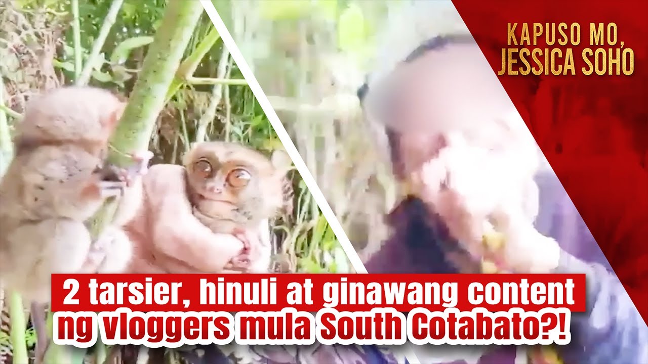 2 tarsier, hinuli at ginawang content ng vloggers mula South Cotabato?! | Kapuso Mo, Jessica Soho