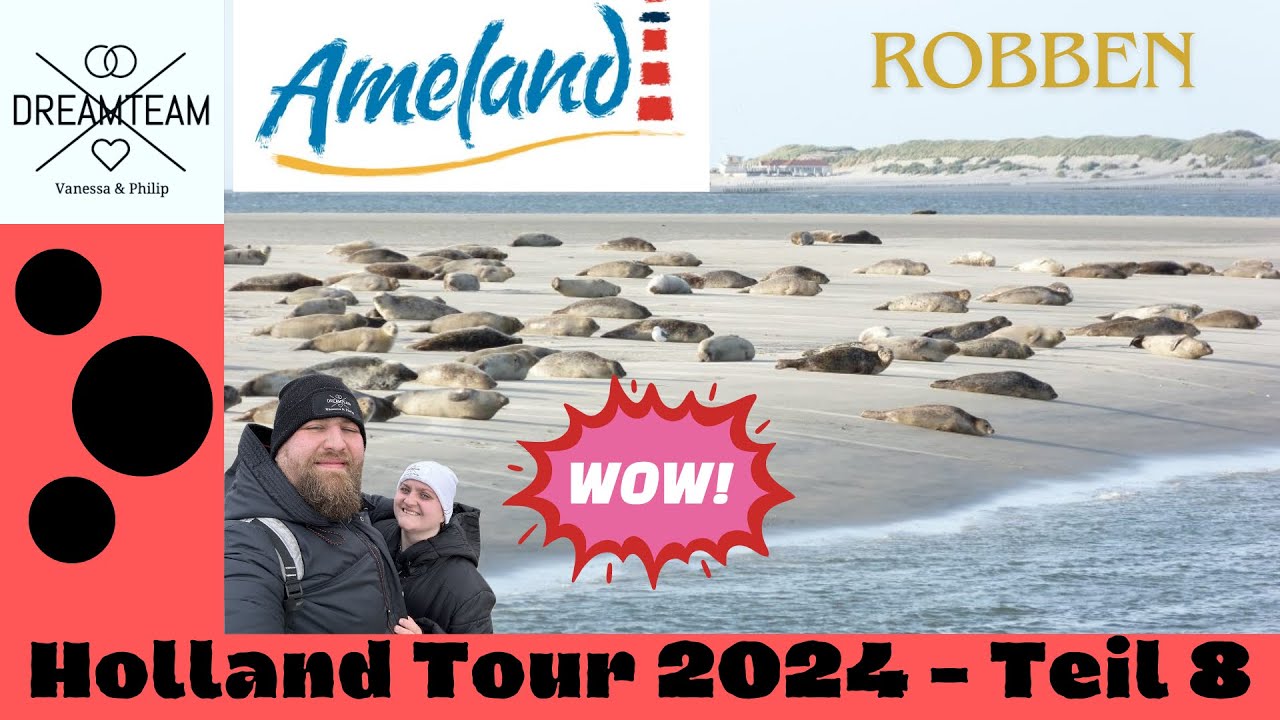 Robben in freier Natur!? / Robbenstrand auf Ameland / Ameland / Zeehond Schifffahrt 2024