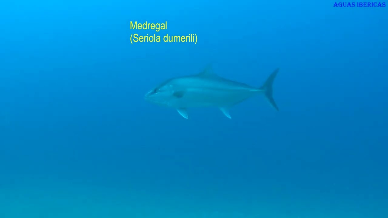 BAJO LAS AGUAS DE LANZAROTE.  Las Lenguas de Playa Blanca. #nature #documentary #animals #fish