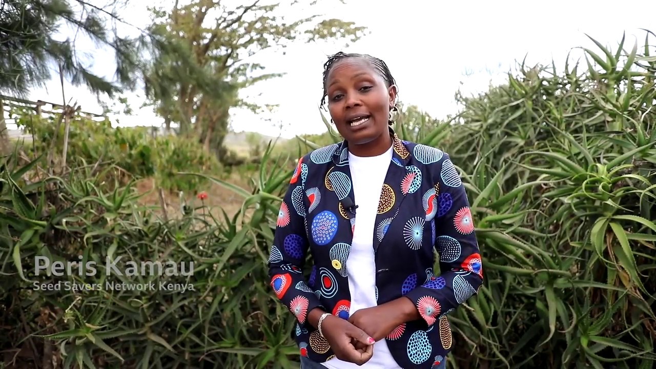 Women Seed Savers in Kenya