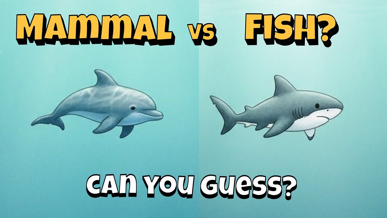 Mammal vs Fish 🐬🦈 | Can You Guess? | Ocean Animals Quiz for Kids