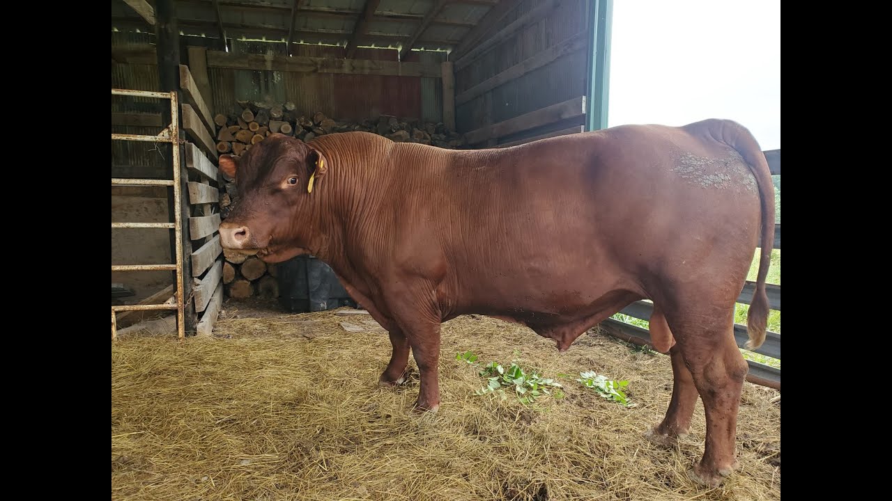 Macho bull 814 ready to go to work!